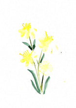 Load image into Gallery viewer, Aniseed Myrtle Watercolour Print