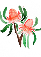 Load image into Gallery viewer, Banksia Watercolour Print
