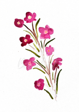 Load image into Gallery viewer, Boronia Watercolour Print
