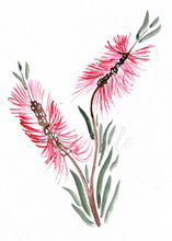 Load image into Gallery viewer, Bottlebrush Watercolour Print
