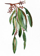 Load image into Gallery viewer, Native Sandalwood Watercolour Print
