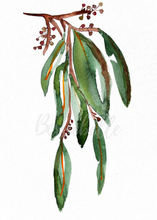 Load image into Gallery viewer, Native Sandalwood Watercolour Print
