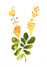 Load image into Gallery viewer, Wattle Watercolour Print
